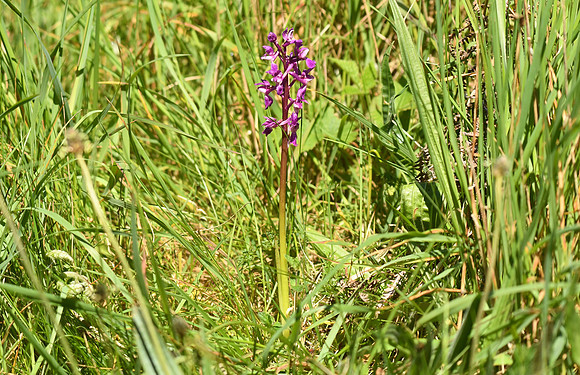 Early purple orchid, Yatts Farm, near Pickering - May 2026