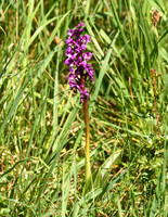 Early purple orchid, Yatts Farm, near Pickering - May 2026