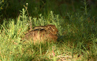 Brown hare, Ganton - May 2026