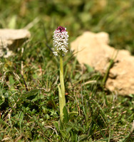 Burnt-tip orchid, Yatts Farm, near Pickering - May 2026