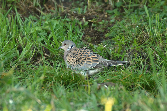 Turtle dove, Harwood Dale - May 2026