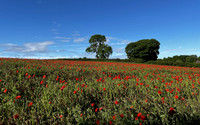 Poppy field, Wykeham - May 2026