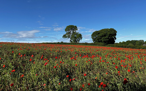 Poppy field, Wykeham - May 2026