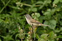Whitethroat, Wykeham - May 2026