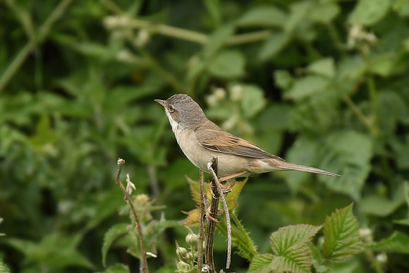 Whitethroat, Wykeham - May 2026