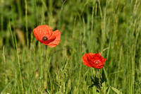 Poppy, Wykeham - May 2026