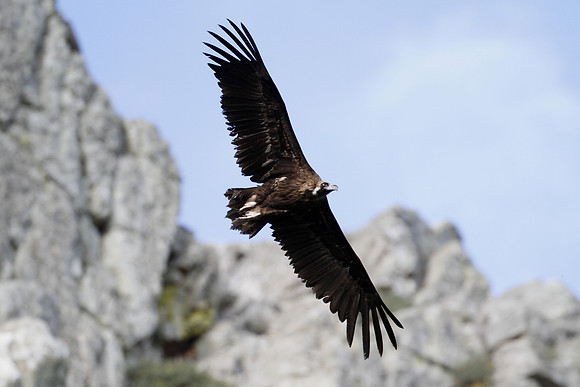 Black vulture, Pena Falcon, Monfrague, Extremadura, Spain - April 2012