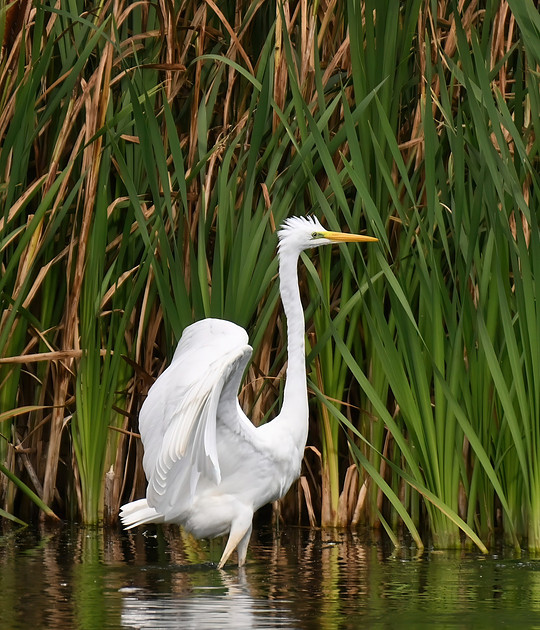Great white egret, Seamer Tip Pools - August 2026