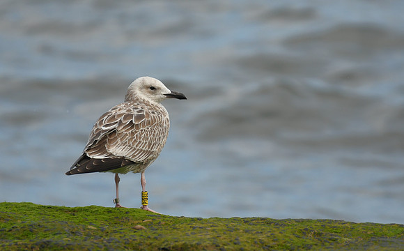 Caspian gull (Polish ringed, from Glusynskie, Wincentowo, Kujawsko-Pomorskie), Scalby Mills - August 2026