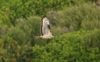 Honey buzzard, Cazella, Tarifa, Spain - September 2026