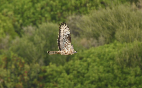 Honey buzzard, Cazella, Tarifa, Spain - September 2026