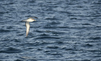Cory's shearwater, Strait of Gibraltar, Spain - September 2026