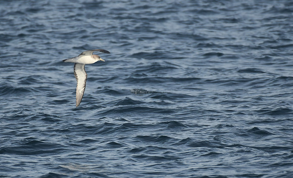 Cory's shearwater, Strait of Gibraltar, Spain - September 2026