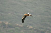 Egyptian vulture, Cazella, Tarifa, Spain - September 2026