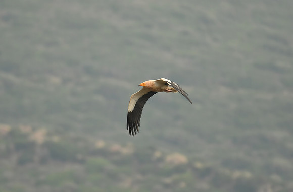 Egyptian vulture, Cazella, Tarifa, Spain - September 2026