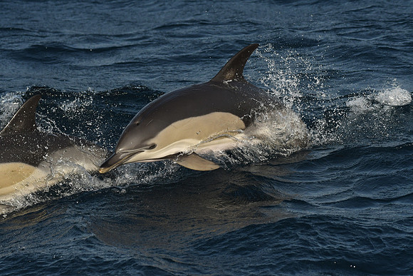Common dolphin, Strait of Gibraltar, Spain - September 2026