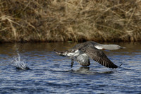 Red-throated diver, Iceland - May 2013