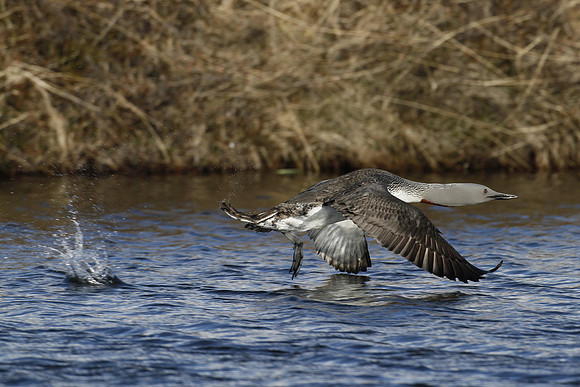 Red-throated diver, Iceland - May 2013