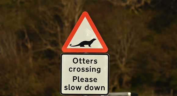 Otter road sign, Isle of Mull, Scotland - April 2026