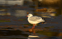 Black-headed gull, South Bay, Scarborough - September 2026