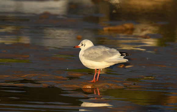 Black-headed gull, South Bay, Scarborough - September 2026