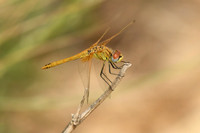 Red-veined darter, La Janda, Spain - September 2026