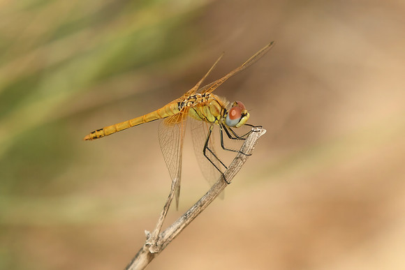 Red-veined darter, La Janda, Spain - September 2026