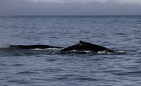 Humpback whales, Skjálfandi Bay, Iceland - May 2013