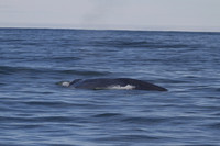 Blue whale, Skjálfandi Bay, Iceland - May 2013