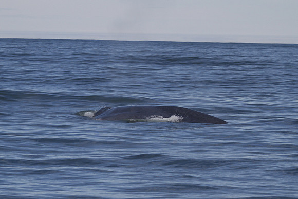 Blue whale, Skjálfandi Bay, Iceland - May 2013