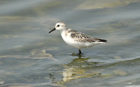 Sanderling, Barbate Marshes, Spain - September 2026