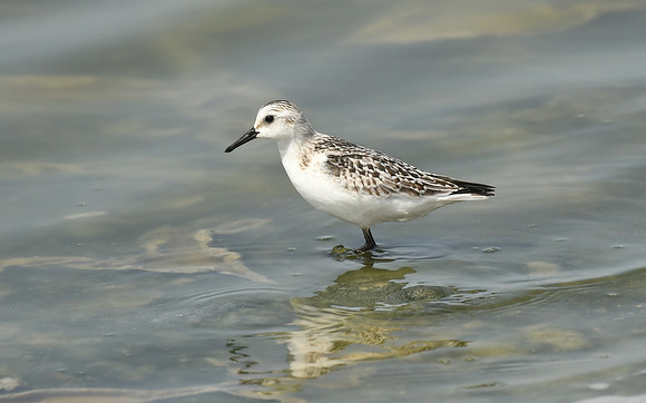 Sanderling, Barbate Marshes, Spain - September 2026