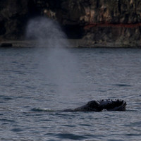 Humpback whale, Skjálfandi Bay, Iceland - May 2013