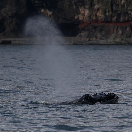 Humpback whale, Skjálfandi Bay, Iceland - May 2013
