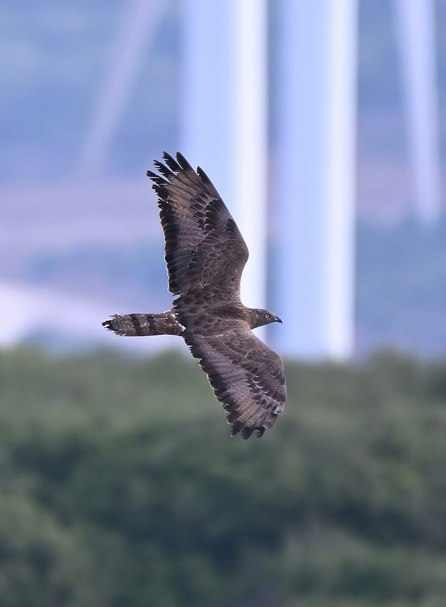 Honey buzzard, Cazella, Tarifa, Spain - September 2026