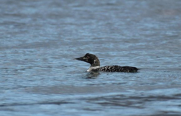 Great northern diver, Loch Scridain, Isle of Mull, Scotland - April 2026