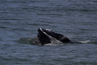 Humpback whale, Skjálfandi Bay, Iceland - May 2013