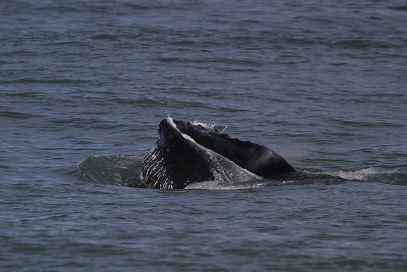 Humpback whale, Skjálfandi Bay, Iceland - May 2013