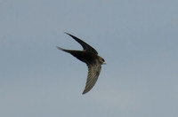 Common swift, Ravenscar - October 2026