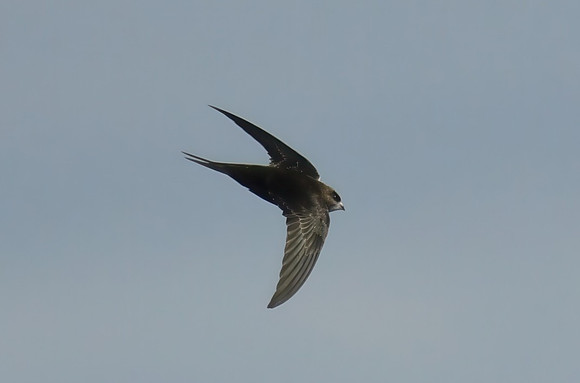 Common swift (late record), Ravenscar - October 2026