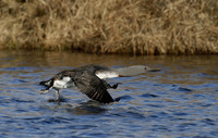 Red-throated diver, Iceland - May 2013