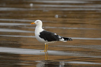 Lesser black-backed gull, South Bay, Scarborough - September 2026