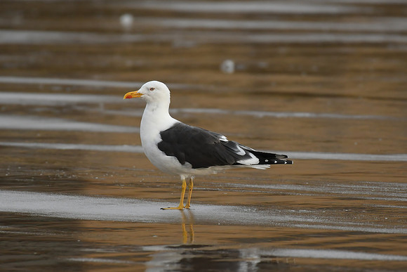 Lesser black-backed gull, South Bay, Scarborough - September 2026