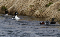 Barrow's goldeneye & harlequin duck, River Laxa, Mývatn, Iceland - May 2013