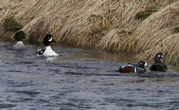 Barrow's goldeneye & harlequin duck, River Laxa, Mývatn, Iceland - May 2013