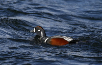 Harlequin duck, River Laxa, Mývatn, Iceland - May 2013