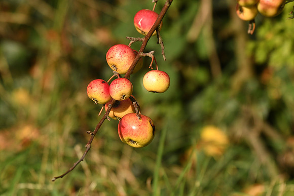 Apple tree, Crook Ness, Burniston - October 2026