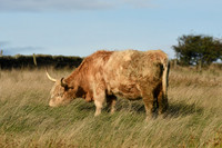 Highland cow, Ravenscar - October 2026