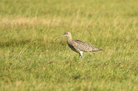 Curlew, Ravenscar - October 2026