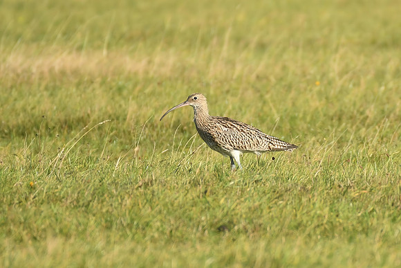 Curlew, Ravenscar - October 2026